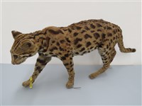 藏品(石虎     )的圖片